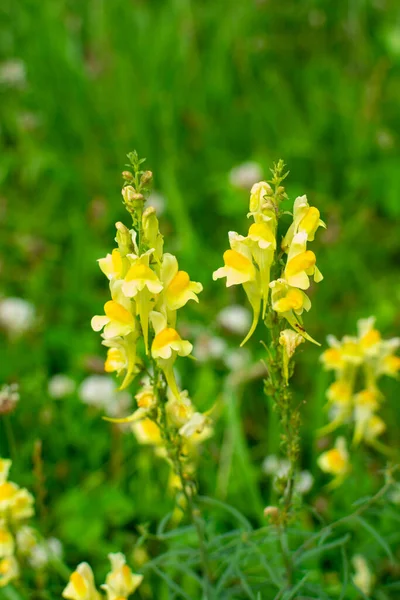 Blooming Toadflax Flower Blurred Background — Stock Photo, Image