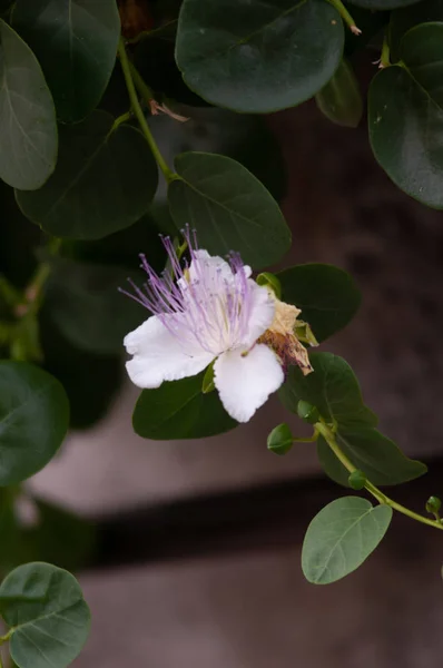 Kapribogyó Növények Virágok Capparis Spinosa Zöld Levelek Háttér Caper Virágok — Stock Fotó