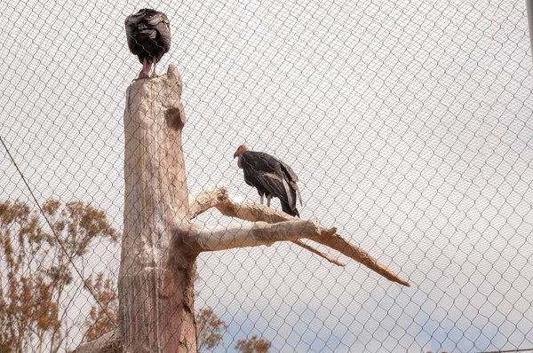 Kaliforniai Kondor Egy Madár Catartides Családjába Tartozó California Kondorkeselyűk Legnagyobb — Stock Fotó