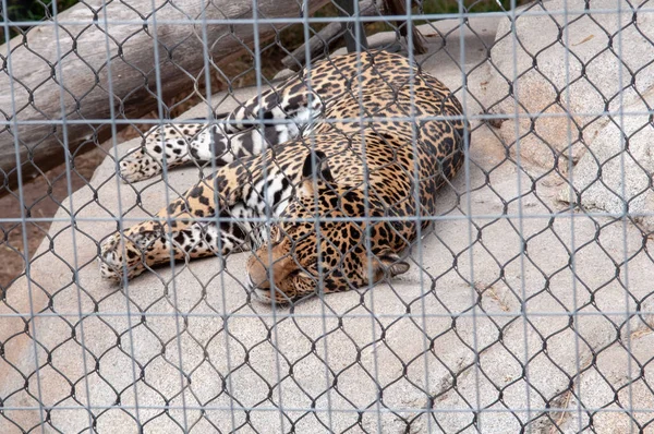 A jaguar behind the safety net at the San Diego Zoo in California..The jaguar (Panthera onca Linnaeus) is a carnivorous mammal of the felidae family. It is the biggest American feline and the third largest in the world, after the tiger and the lion.