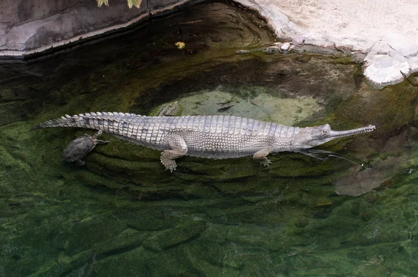 The Nile crocodile (Crocodylus niloticus) is an African crocodile, the largest freshwater predator in Africa, and may be considered the second-largest extant reptile and crocodilian in the world, You never see it coming: