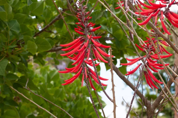 Grevillea Genre Plantes Famille Des Proteaceae Tles Broméliacées Forme Fantastique — Photo