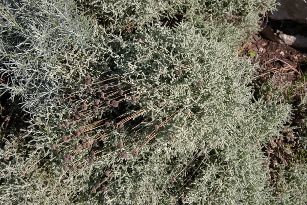 Santolina Cotton Lavender Medicinal Plant Also Called Medicinal Herb Small — Stock Photo, Image