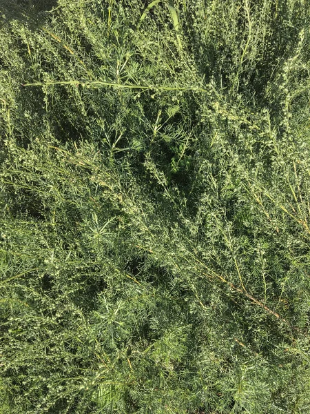 The Abrotano, medicinal plant, also called medicinal herb. Southernwood plant (botanical name: Artemisia abrotanum) is used in the herbal field for its antiseptic and antitarmic properties and in the kitchen for its strong and somewhat pungent aroma.