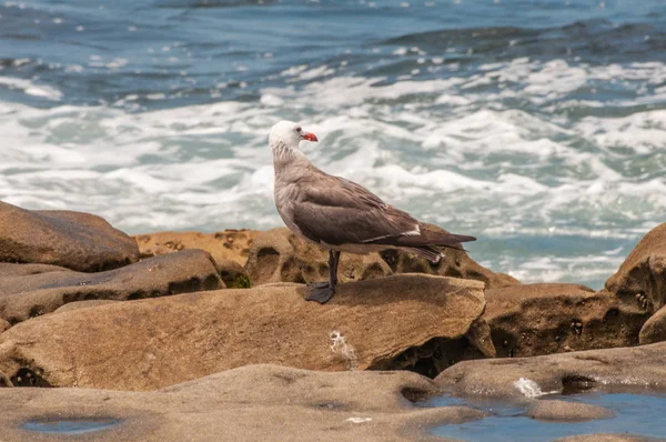 Large gray-backed gull at the ocean beach, USA, Coronado, San Diego, California.