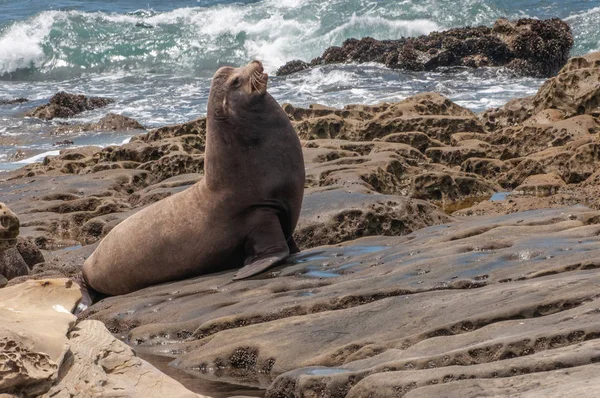 The jolla of san diego. The California sea lion (Zalophus californianus).Their color varies from brown to chocolate in males to a more golden brown in females.