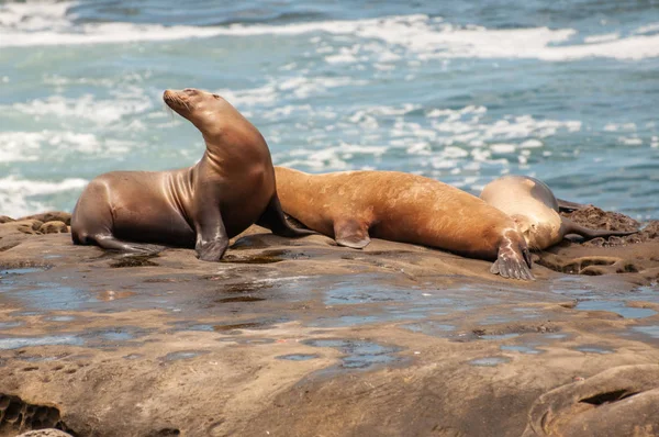 Jolla San Diego León Marino California Zalophus Californianus Color Varía — Foto de Stock