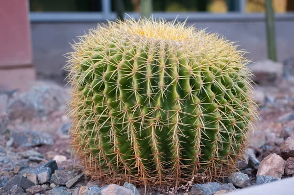 Cactus Sphere Parodia Phoenix Desert Arizona Usa Saguaro Una Specie — Foto Stock