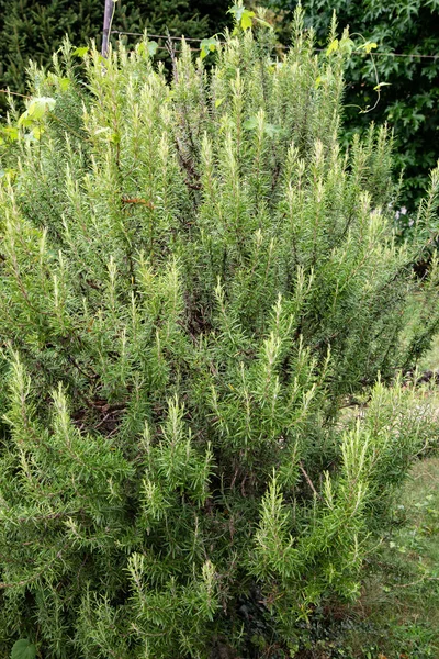 Plante Romarin Herbe Aromatique Romarin Est Arbuste Vivace Feuilles Persistantes — Photo