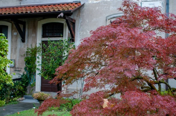 Japoński Klon Ogrodzie Domu Klon Roślina Jest Jednym Najczęstszych Najbardziej — Zdjęcie stockowe