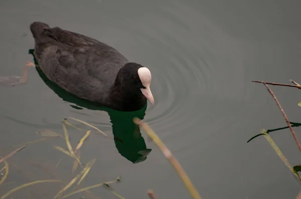 Einzelne Blässhühner Schwimmen Liegt Der See Großaufnahme Wildtiere Der Nähe — Stockfoto