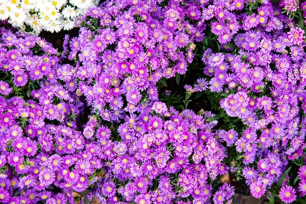 Mazzi Fiori Fiori Viola Aster Symphyotrichum Specie Aster Peloso Aster — Foto Stock