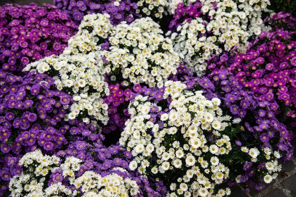 Bouquets Flowers White Purple Aster Flowers Symphyotrichum Species Hairy Aster — Stock Photo, Image