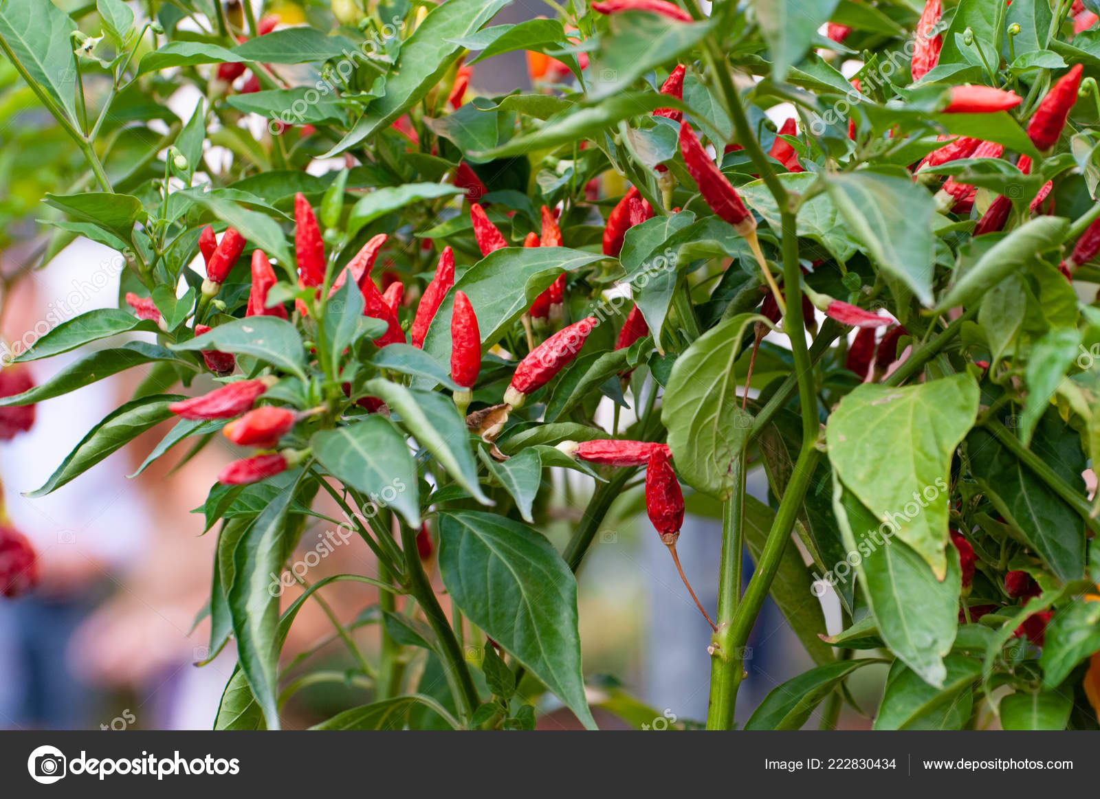 Red Chili Plant Piri Piri Chilli Spicy Hot Stock Photo ©Roza_Sean 222830434