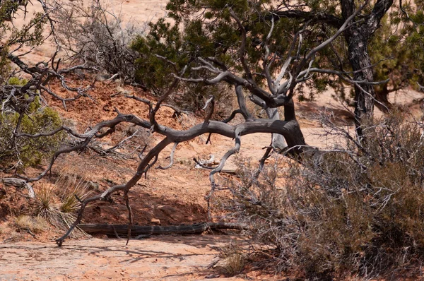 在科罗拉多州高原的图巴市 亚利桑那州 在纳瓦霍的土地 美国的树木 在这崎岖的景观中间是格伦峡谷国家娱乐区 Nra — 图库照片