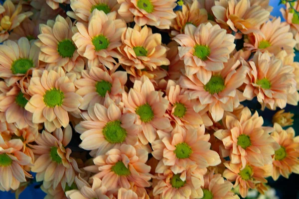 Daisy Flower Pink Petals Green Inflorescence Bouquet Daisies Ready Sale — Stock Photo, Image