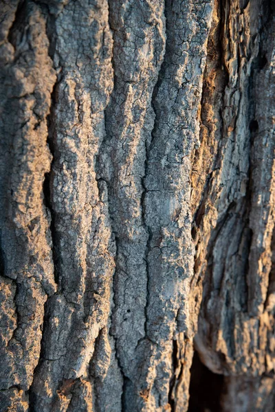 Trunk of wood with tree bark. The bark is the outer ring, used to protect the tree from atmospheric agents and harmful insects.