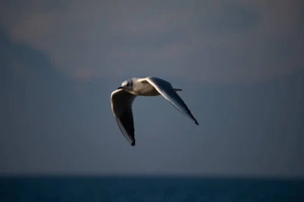Möwe Flug Vor Blauem Himmel Mit Weißen Wolken Wasservogel Fliegt — Stockfoto
