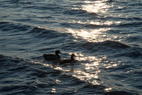 Paire Colverts Nageant Dans Lac Calme Hiver Réflexions Soleil Coucher — Photo