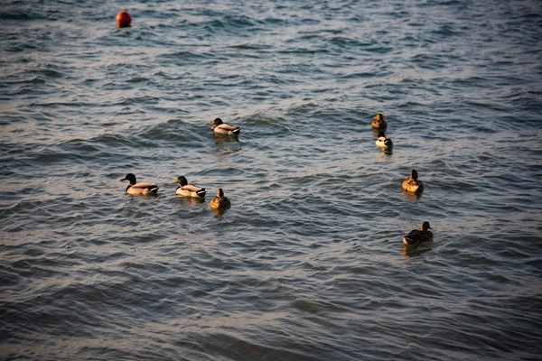 Group Mallards Swim Calm Lake Winter Domestic Bird Anas Platyrhynchos — Stock Photo, Image
