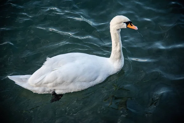 Fehér Hattyú Tükörképe Vízben Bütykös Hattyú Hattyú Garda Őszi — Stock Fotó