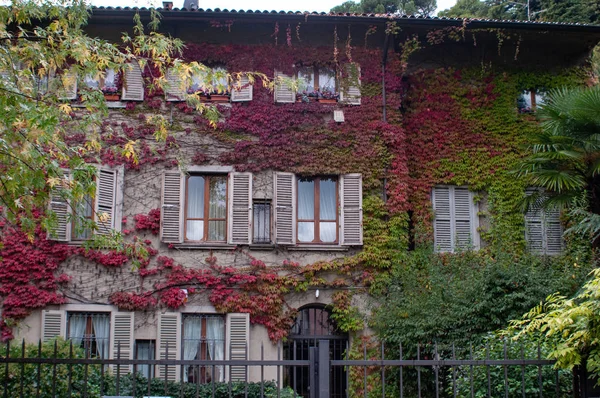 Maisons Résidentielles Bergame Italie Détail Des Fenêtres Avec Lierre Vert — Photo