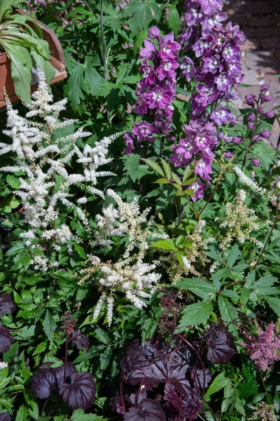 Goat\'s beard (scientific name Aruncus dioicus is a robust herbaceous, perennial, leafy plant with fragrant flowers, belonging to the Rosaceae family. Annual exhibition of the flower market in Castellaro Lagusello, Monzambano, Mantua, Italy, Europe.