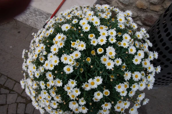 Marguerite Comune Forma Palla Con Fiori Tubolari Gialli Circondata Liguli — Foto Stock