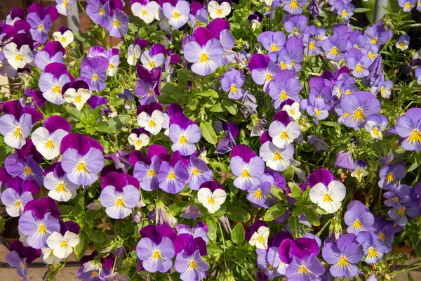 Pansy Purple Violeta Violeta Flores Exposición Anual Del Mercado Flores —  Fotos de Stock