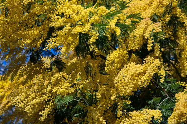 Vue Rapprochée Une Branche Acacia Jaune Sur Ciel Bleu Fleurs — Photo