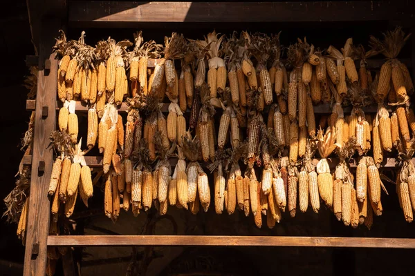 Rzędy Kolby Kukurydzy Wykonane Wyschnięcia Powietrzu Naturalne Metody Domach Molveno — Zdjęcie stockowe