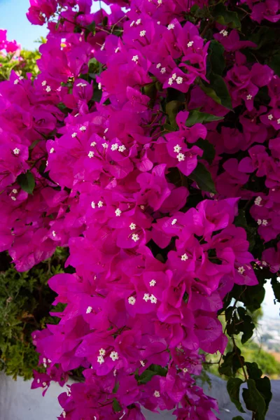 Gäng Lila Bougainvillea Blommor Spontan Blomma Som Växer Santorini Grekland — Stockfoto