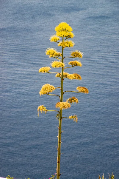 Szép Elegáns Zamatos Növény Agave Virág Látványos Szépsége Csápok Háttere — Stock Fotó
