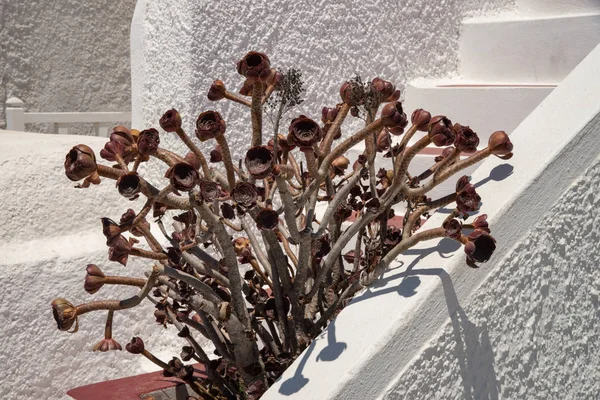 Ένα Μάτσο Αποξηραμένα Άνθη Σχήμα Παπαρούνας Από Καφέ Χρώμα Σχεδίαση — Φωτογραφία Αρχείου