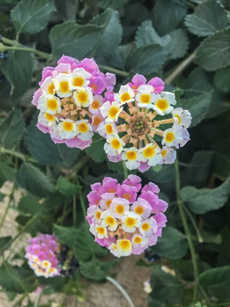 Lantana camara wild flowers in the summer on the island of Santorini, Greece. It has a wide range of colors white, yellow, purple. Very beautiful flower.