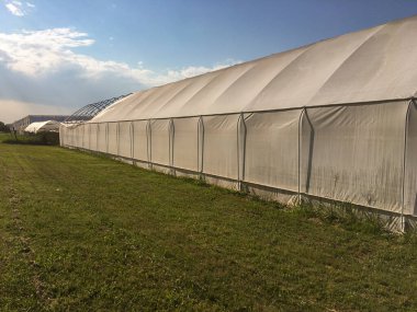 Tunnel greenhouses for wholesale agricultural production, which protect crops from the external climate. clipart