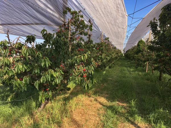Üvegházi Alagút Cseresznye Termesztésére Üvegházak Amelyek Védik Növényeket Kültéri Éghajlattól — Stock Fotó