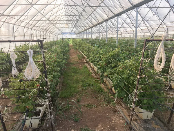Magas Alagút Málna Szeder Belső Szerkezete Üvegházak Amelyek Védik Növényeket — Stock Fotó