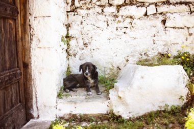 Arnavutluk, Unesco tarafından Dünya Mirası tarihi Berat şehir içinde sokak köpeği