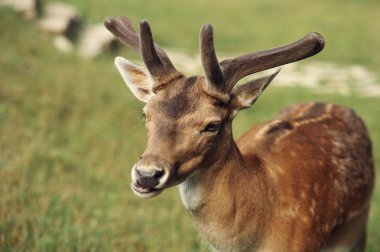 Bir çayırda duran bir ak kuyruklu geyik geyik yavrusu