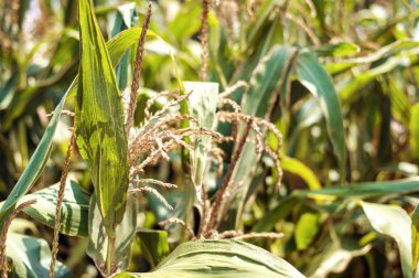 İşlem hasat Mısır alan sonbahar