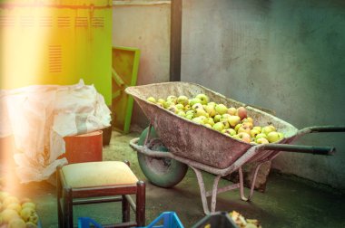 Biyo elma seçim süreci Arnavutluk'ta bir çiftlikte