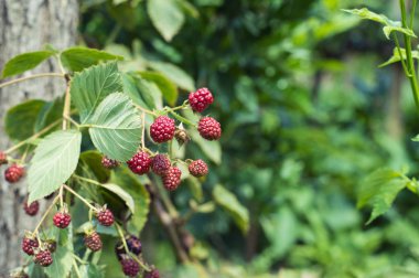 Ahududu kamışı portre. Yaz Bahçe köyünde. Çiftliğinde büyüyen hasat.
