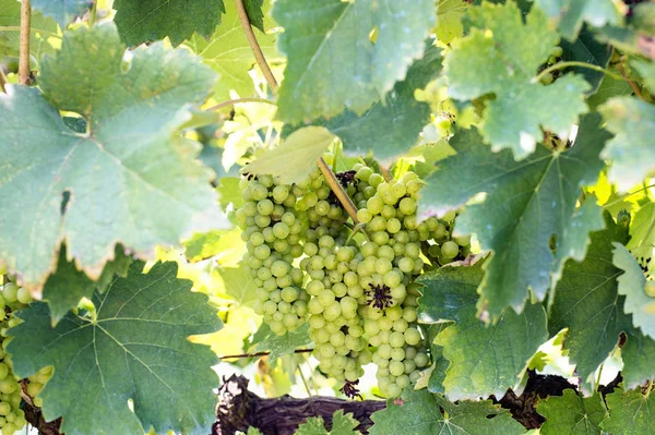 Récolte de raisins verts dans le vignoble de Tirana — Photo