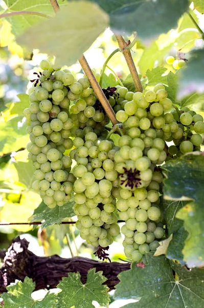 Récolte de raisins verts dans le vignoble de Tirana — Photo