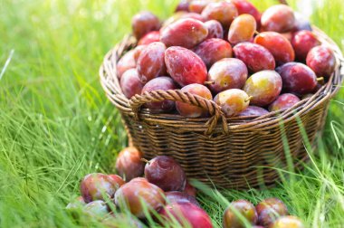 Kısa bir süre sonra yağmur parlak güneş ışığı altında hasır sepet içinde olgun erik