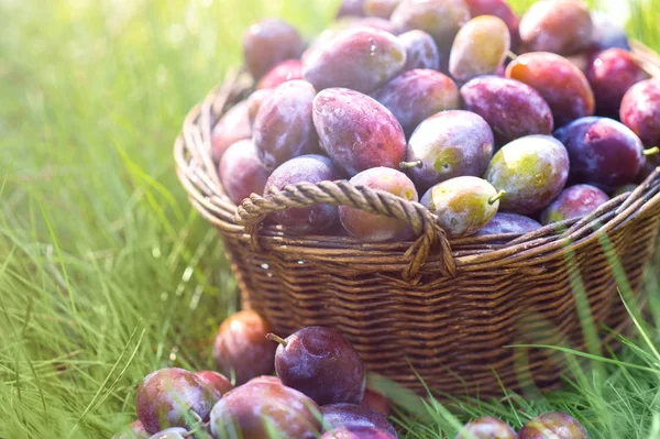 Prunes mûres dans un panier en osier peu après la pluie sous un soleil éclatant — Photo