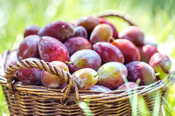 Prunes Mûres Dans Panier Osier Peu Après Pluie Sous Soleil — Photo