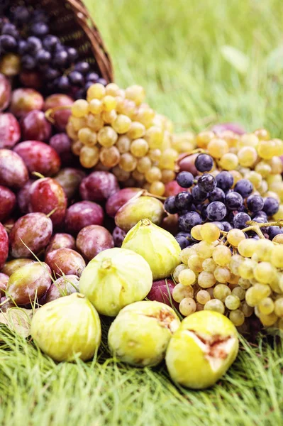 Prunes mûres dans un panier en osier peu après la pluie sous un soleil éclatant — Photo