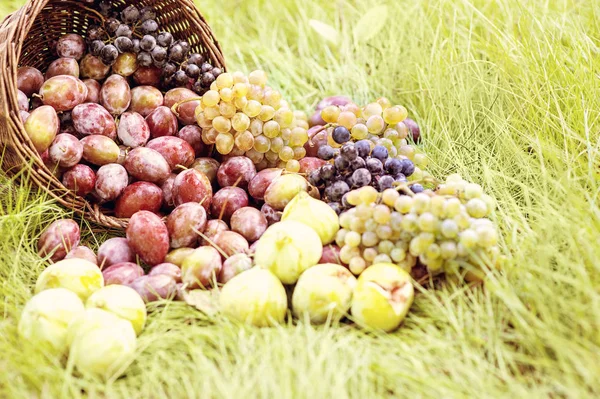 Prunes mûres dans un panier en osier peu après la pluie sous un soleil éclatant — Photo